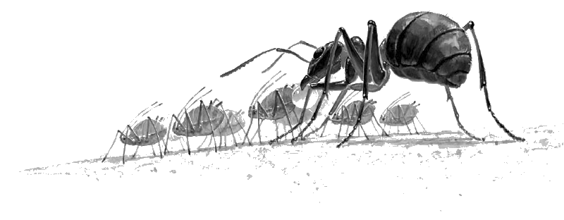 Лягушка-путешественница. С вопросами и ответами для почемучек - i_027.png