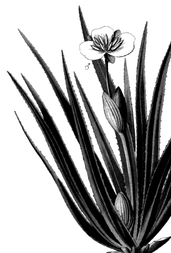 Лягушка-путешественница. С вопросами и ответами для почемучек - i_035.png