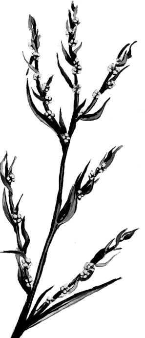 Лягушка-путешественница. С вопросами и ответами для почемучек - i_053.png