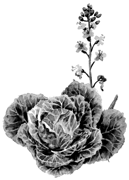 Лягушка-путешественница. С вопросами и ответами для почемучек - i_054.png