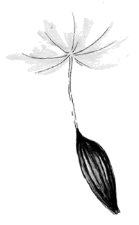 Лягушка-путешественница. С вопросами и ответами для почемучек - i_084.png