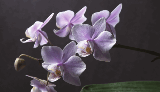 Орхидеи - i_001.png