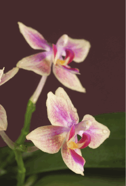Орхидеи - i_002.png