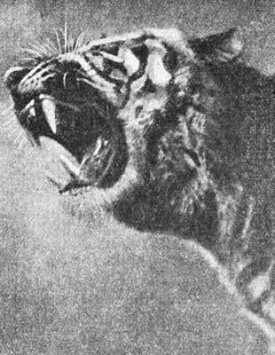 Всемирный следопыт, 1928 № 01 - _44.jpg