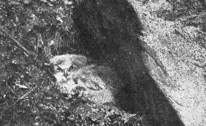 Всемирный следопыт, 1928 № 02 - _33.jpg