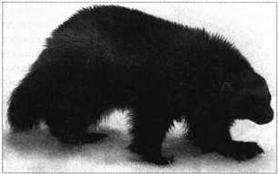 Загадки казацких характерников (ЛП) - i_068.jpg