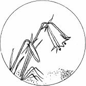 Соловьиное эхо (сборник) - _49.jpg