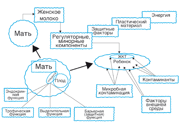 Питание в начале жизни. От беременности до 3 лет - i_036.png