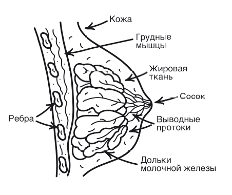 Питание в начале жизни. От беременности до 3 лет - i_040.png