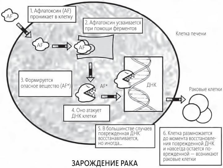 Китайское исследование: обновленное и расширенное издание. Классическая книга о здоровом питании - i_008.jpg