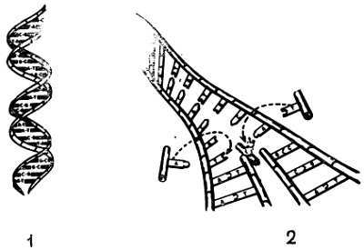 Знайте свои гены - _09.jpg