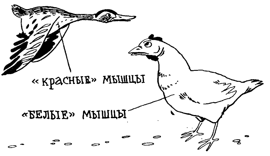 Я познаю мир. Тайны человека - image42.png