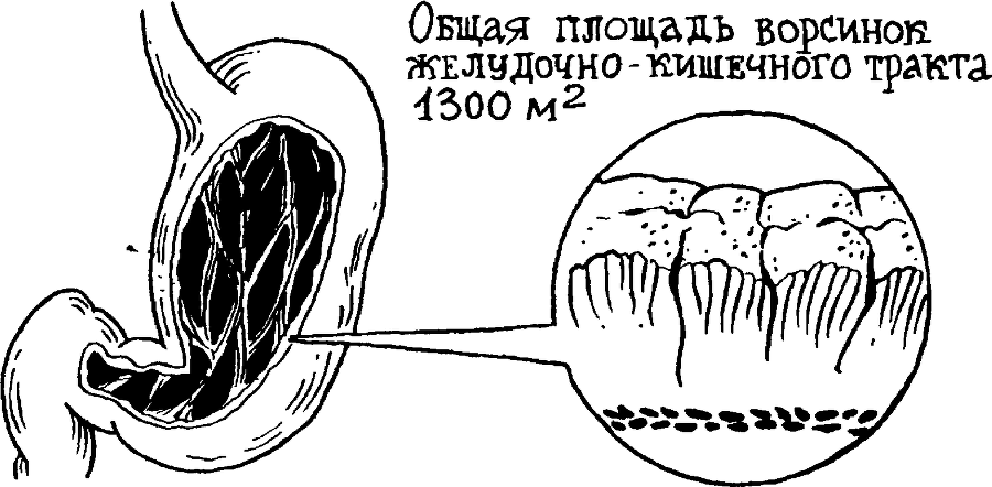 Я познаю мир. Тайны человека - image62.png