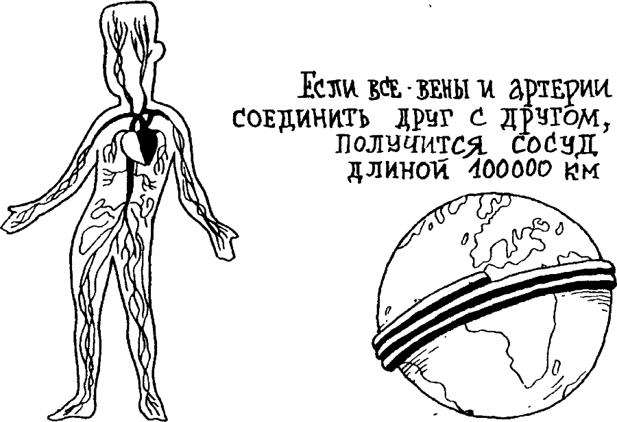 Я познаю мир. Тайны человека - image75.png