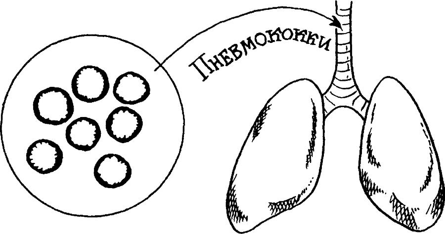 Я познаю мир. Тайны человека - image135.png