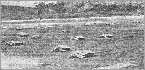 Всемирный следопыт, 1930 № 10-11 - i_082.jpg