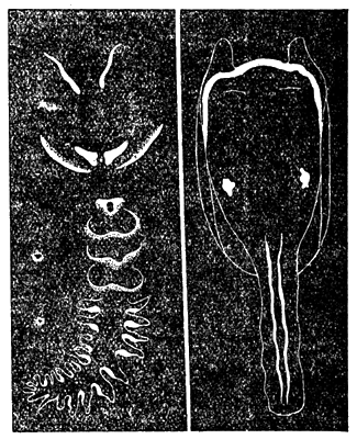Всемирный следопыт, 1930 № 10-11 - i_084.png