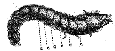 Всемирный следопыт, 1930 № 10-11 - i_085.png