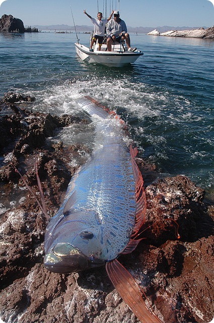 Великий морской змей или сельдяной король - _1.jpg