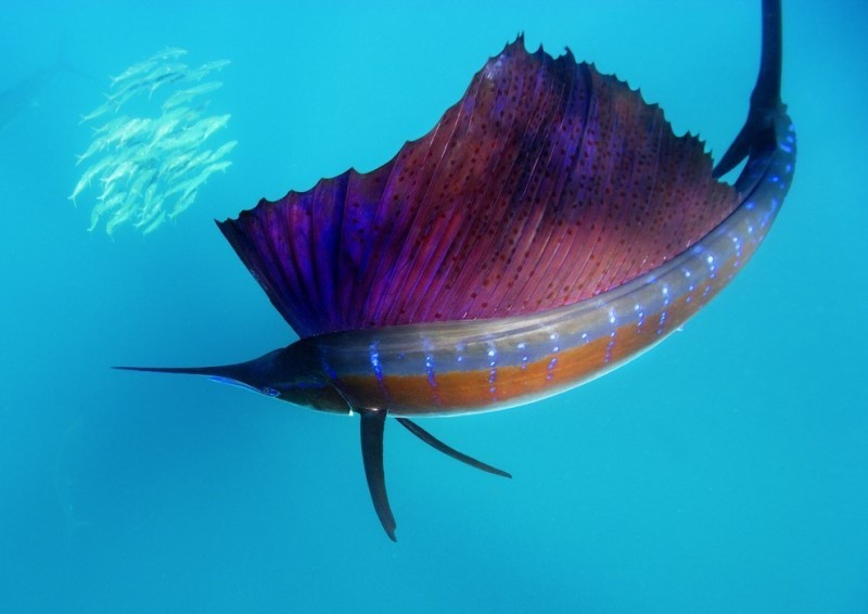 Нежданные встречи и курьезы на море и на суше - _16.jpg