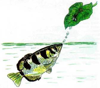 Нежданные встречи и курьезы на море и на суше - _26.jpg