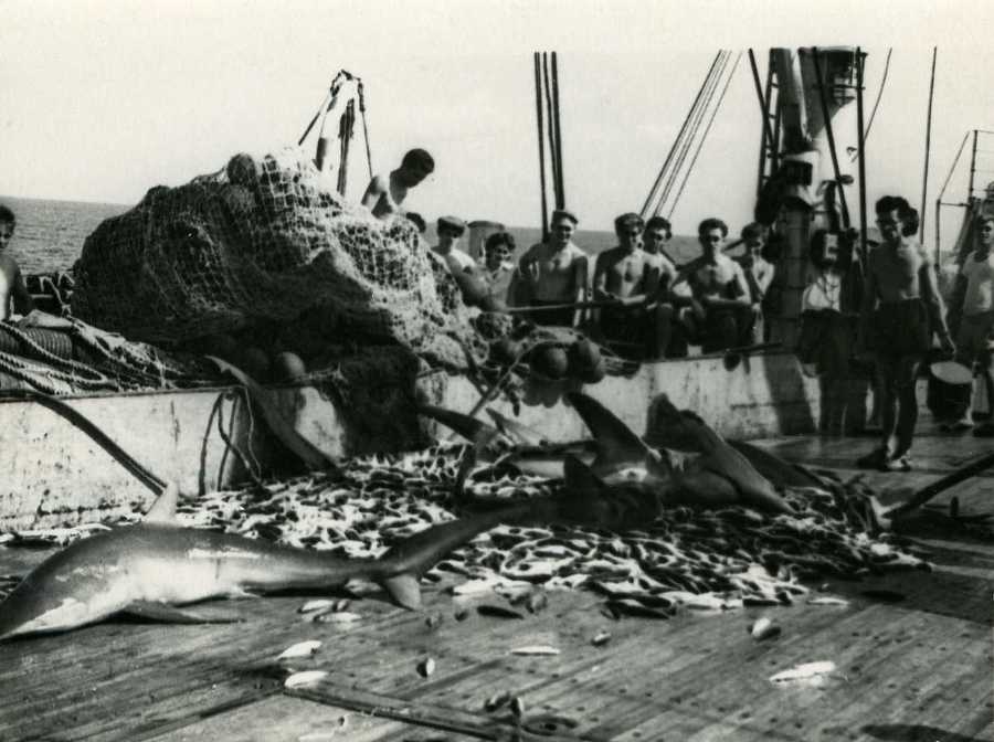 Нежданные встречи и курьезы на море и на суше - _3.jpg