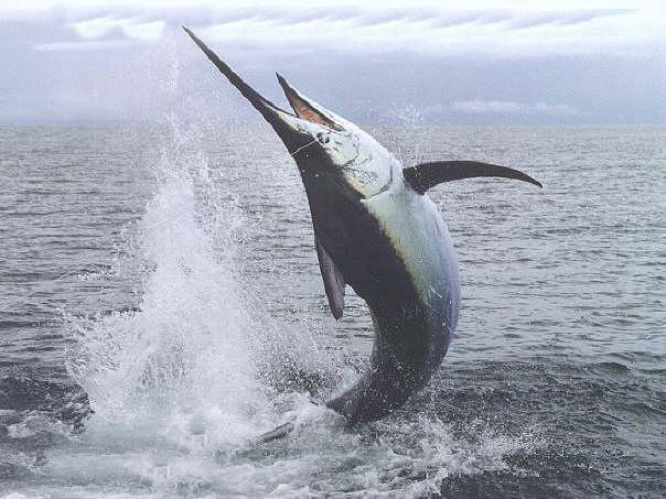 Нежданные встречи и курьезы на море и на суше - _34.jpg