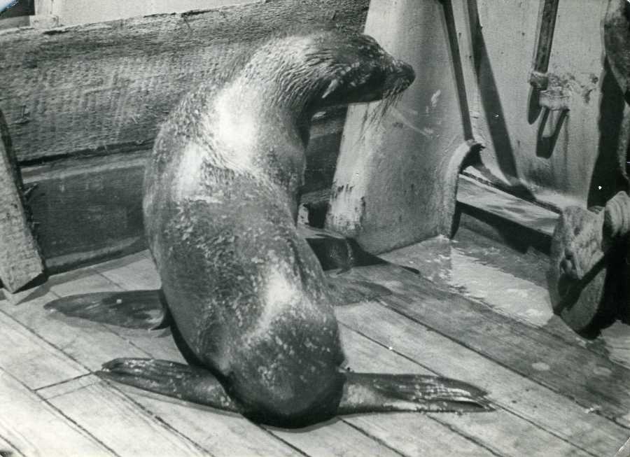 Нежданные встречи и курьезы на море и на суше - _1.jpg