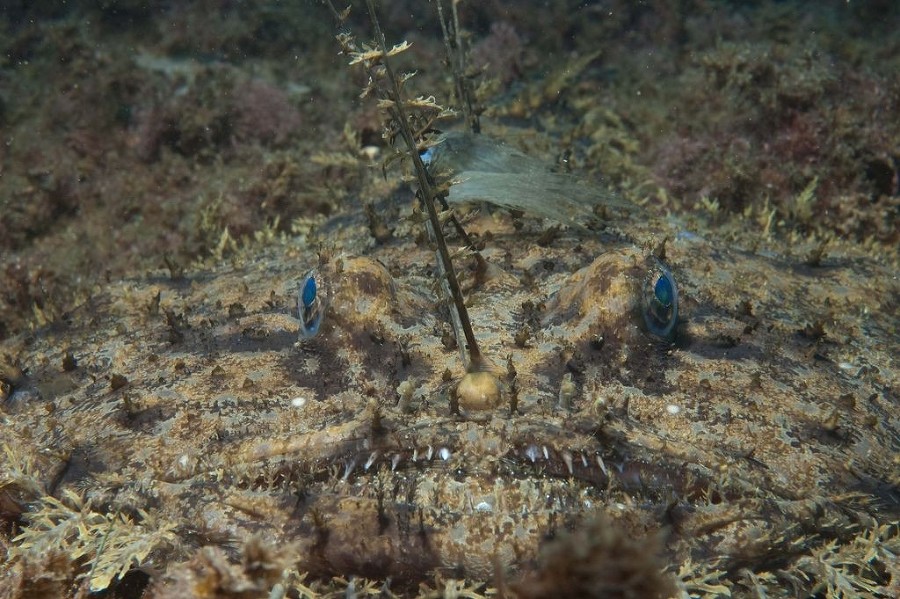 Нежданные встречи и курьезы на море и на суше - _13.jpg