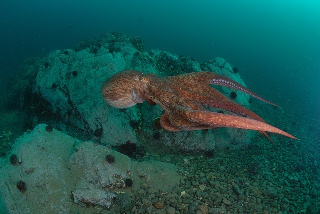 Этот неведомый подводный мир часть 2 - _43.jpg