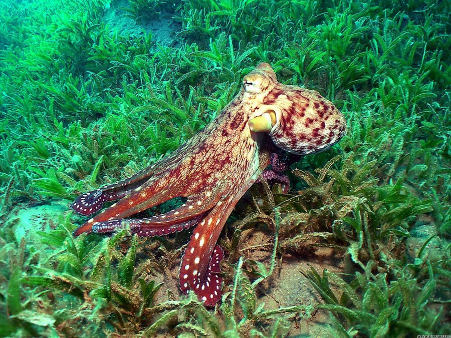 Этот неведомый подводный мир часть 2 - _44.jpg