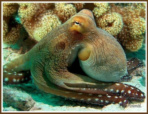 Этот неведомый подводный мир часть 2 - _45.jpg