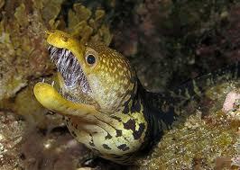 Этот неведомый подводный мир часть 4 - _25.jpg