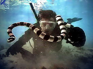 Этот неведомый подводный мир часть 4 - _23.jpg