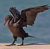 Тихая поступь рыси (сборник) - _03.jpg