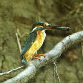 Тихая поступь рыси (сборник) - _06.jpg