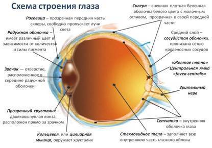 Школа Хорошего Зрения - _2.jpg