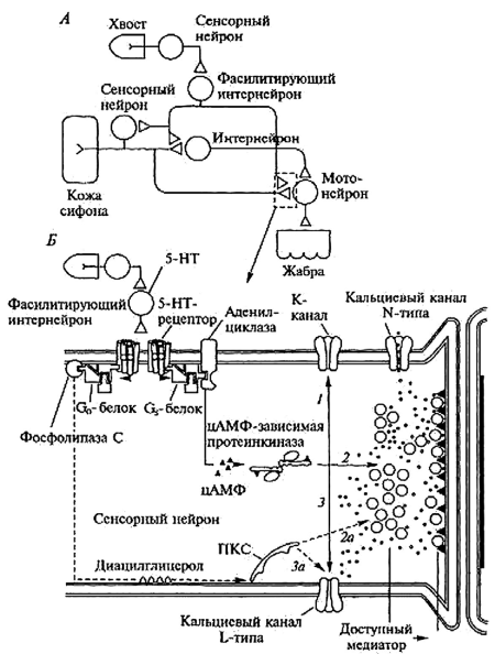 Спортивная психофизиология - i_002.png