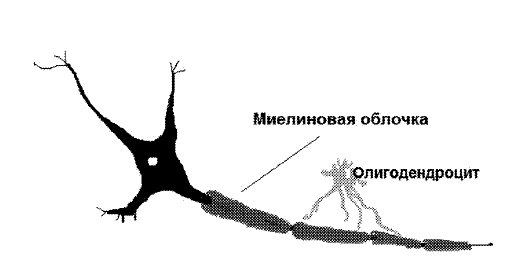 Лечение болезней нервной системы биологически активными добавками к пище (БАД) - i_003.png