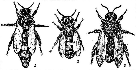 Пчеловодство как ремесло - _0.jpg