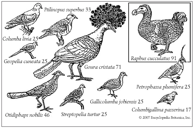 Лебеди мира. Структура и эволюция сигнального поведения - i_002.png
