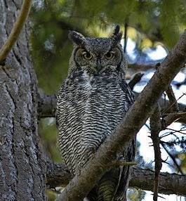 Водяная ведьма (ЛП) - _2.jpg