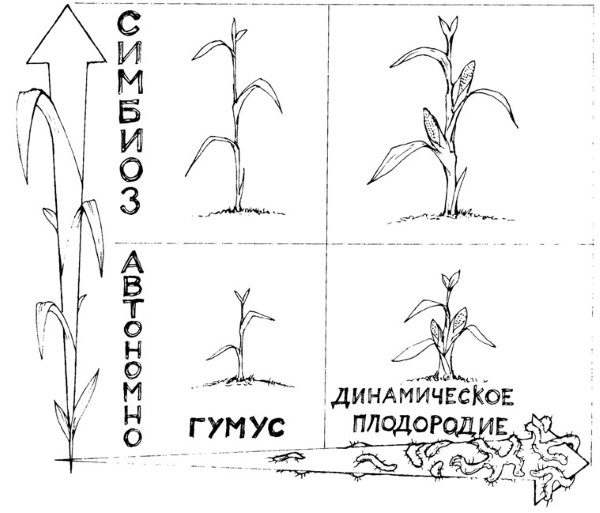 Как кормить растения, а не почву - i_001.jpg
