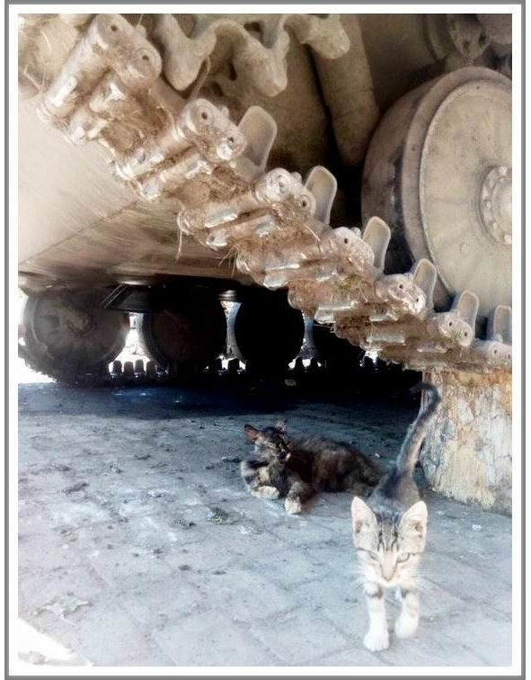 Кошкин сын (СИ) - _105.jpg