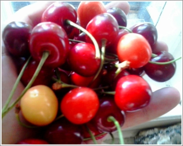 Кошкин сын (СИ) - _139.jpg