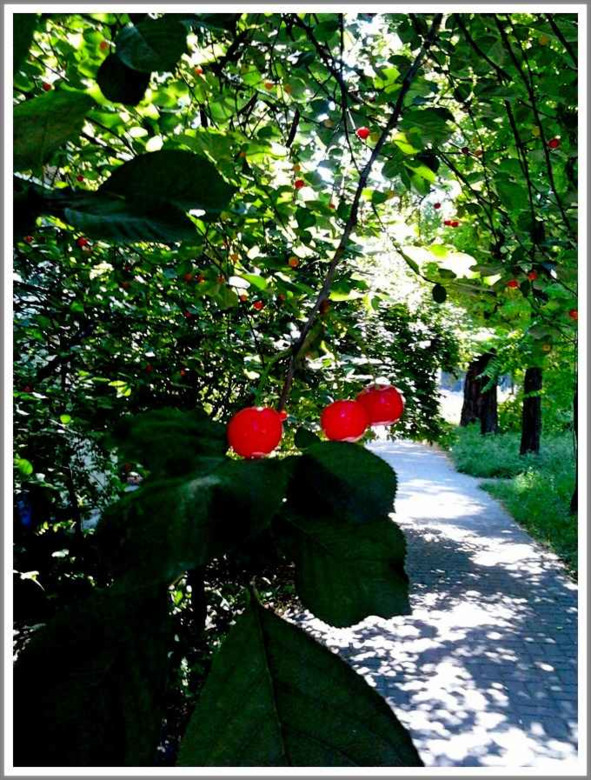 Кошкин сын (СИ) - _140.jpg