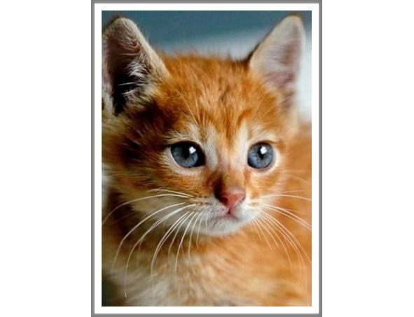 Кошкин сын (СИ) - _86.jpg