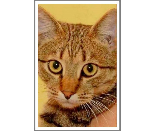 Кошкин сын (СИ) - _87.jpg