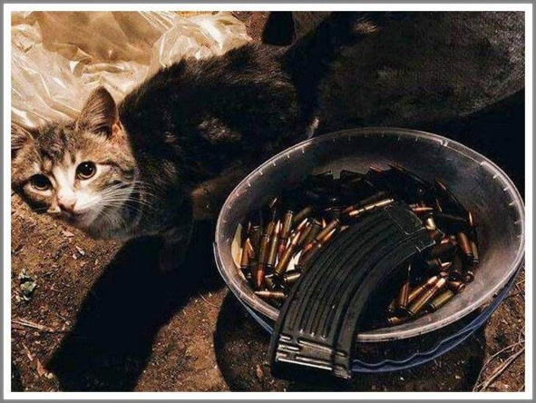 Кошкин сын (СИ) - _99.jpg