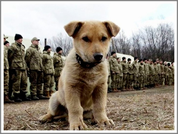 Кошкин сын (СИ) - _108.jpg